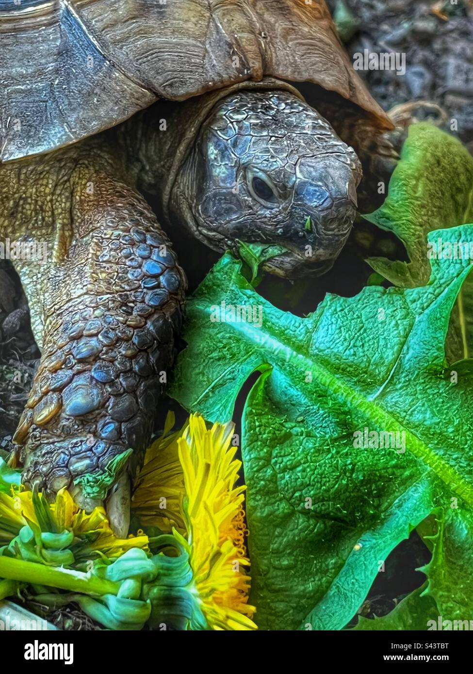 Tortoise eating dandelion leaf Stock Photo Alamy