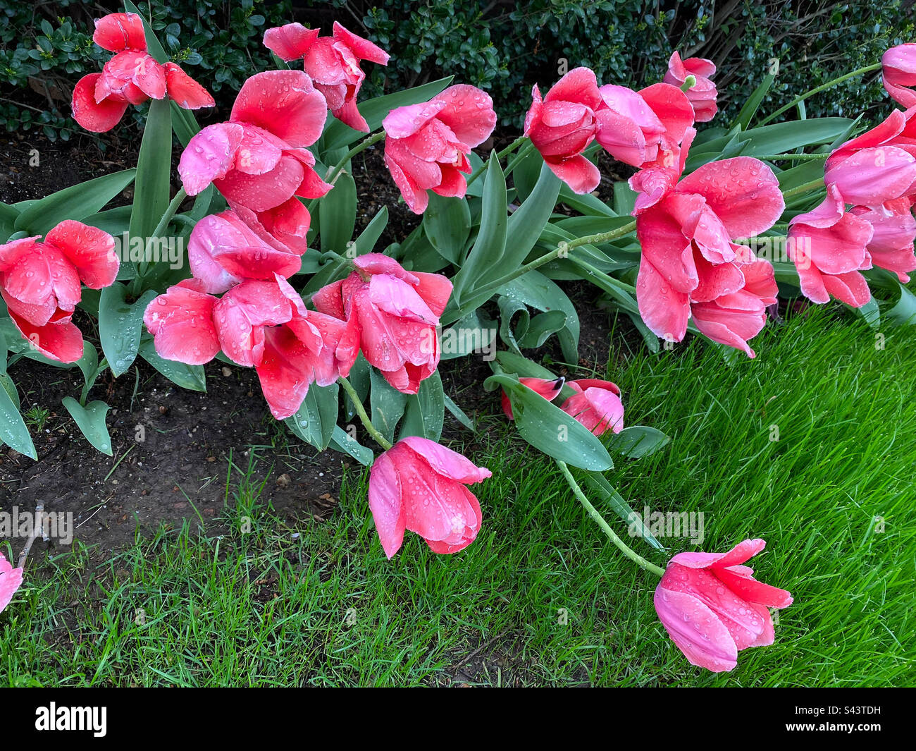 Bending spring hi-res stock photography and images - Alamy
