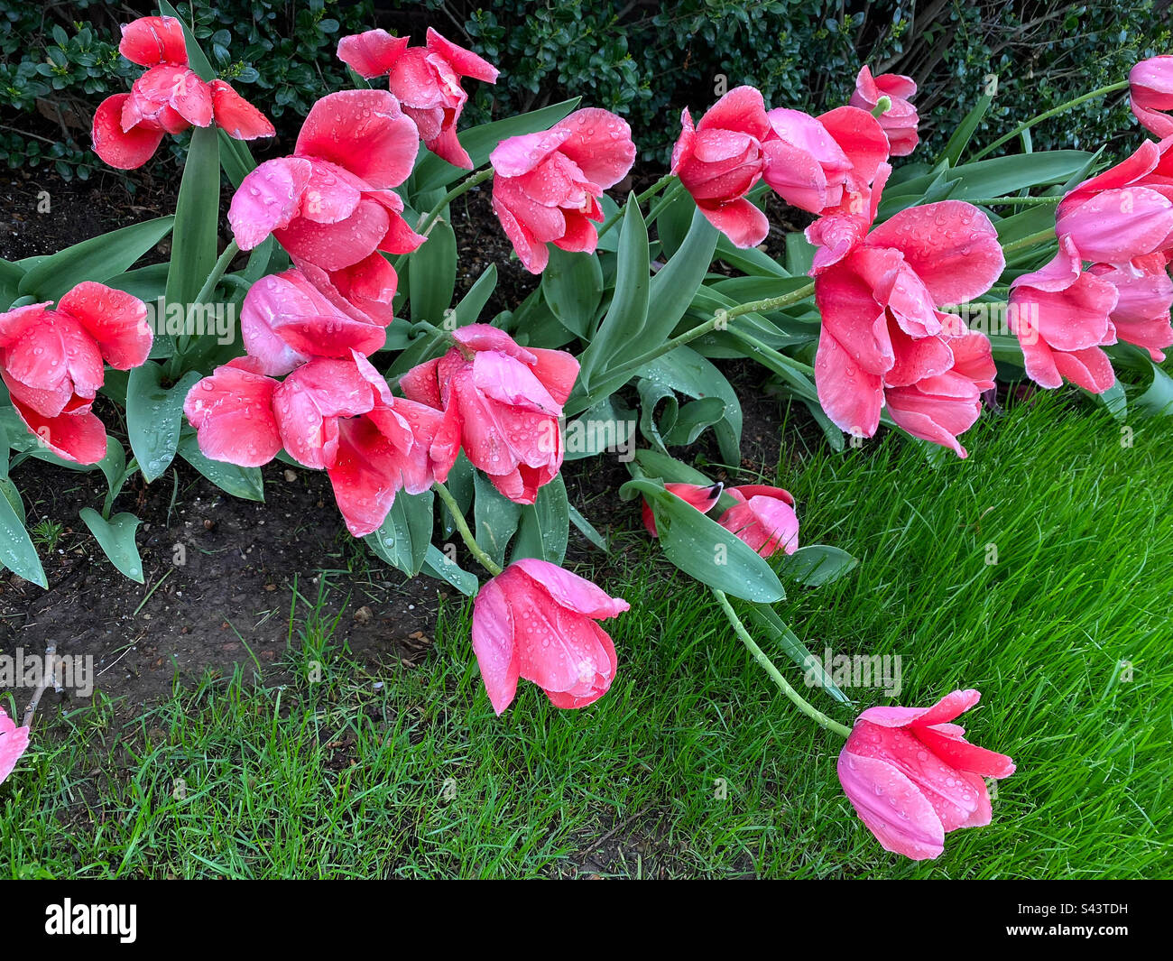 Tulips bending after a spring shower Stock Photo