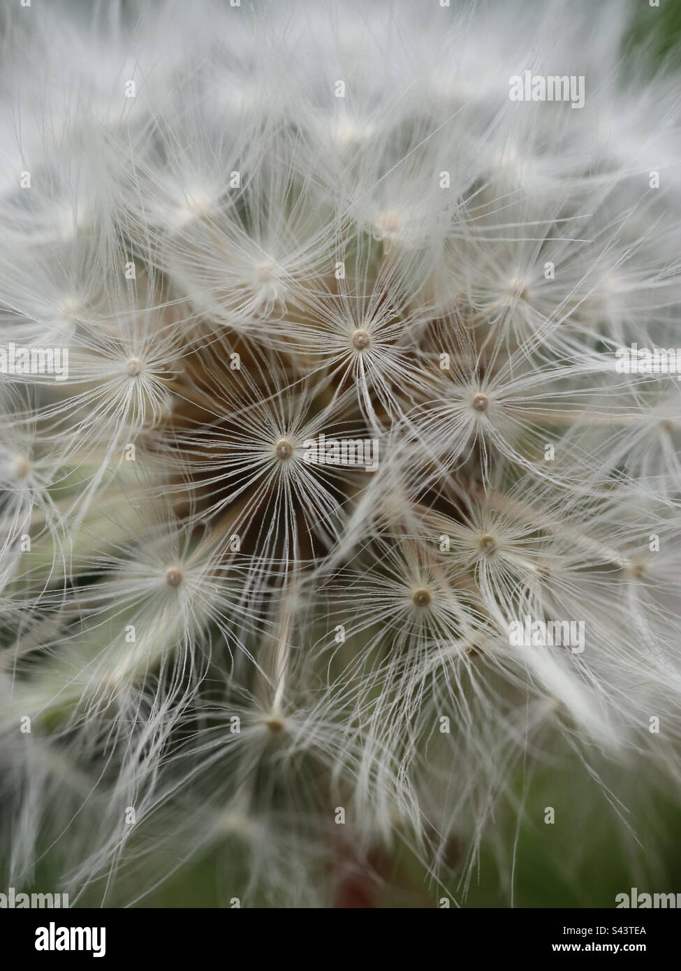 Dandelion Seed Flower - Smartphone Captured Stock Image