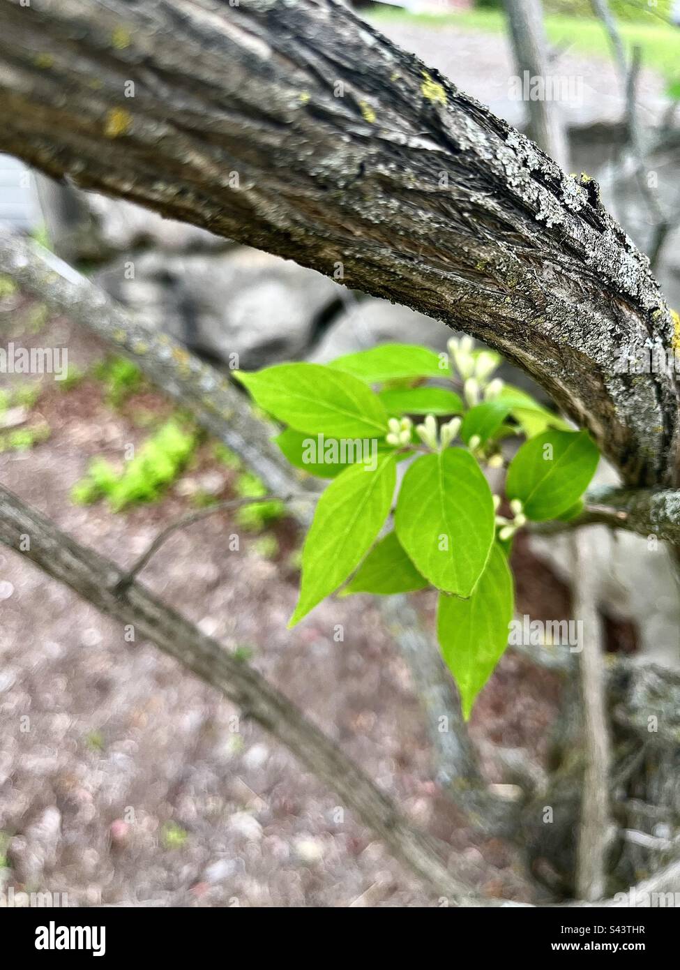 Nature background with print space. - Smartphone Captured Stock Image