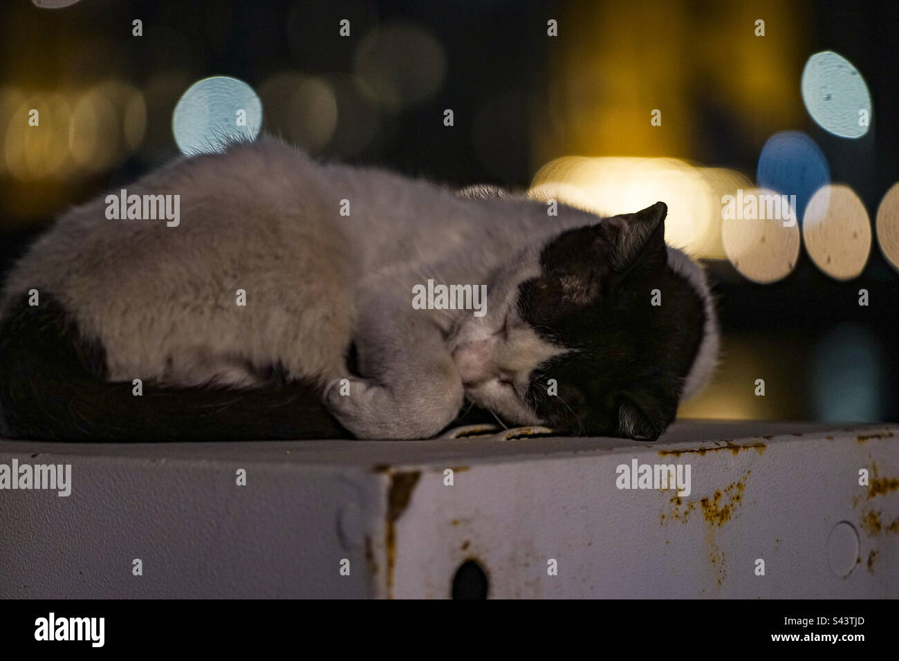 A cat sleeping with the lights of Dubai on the background Stock Photo