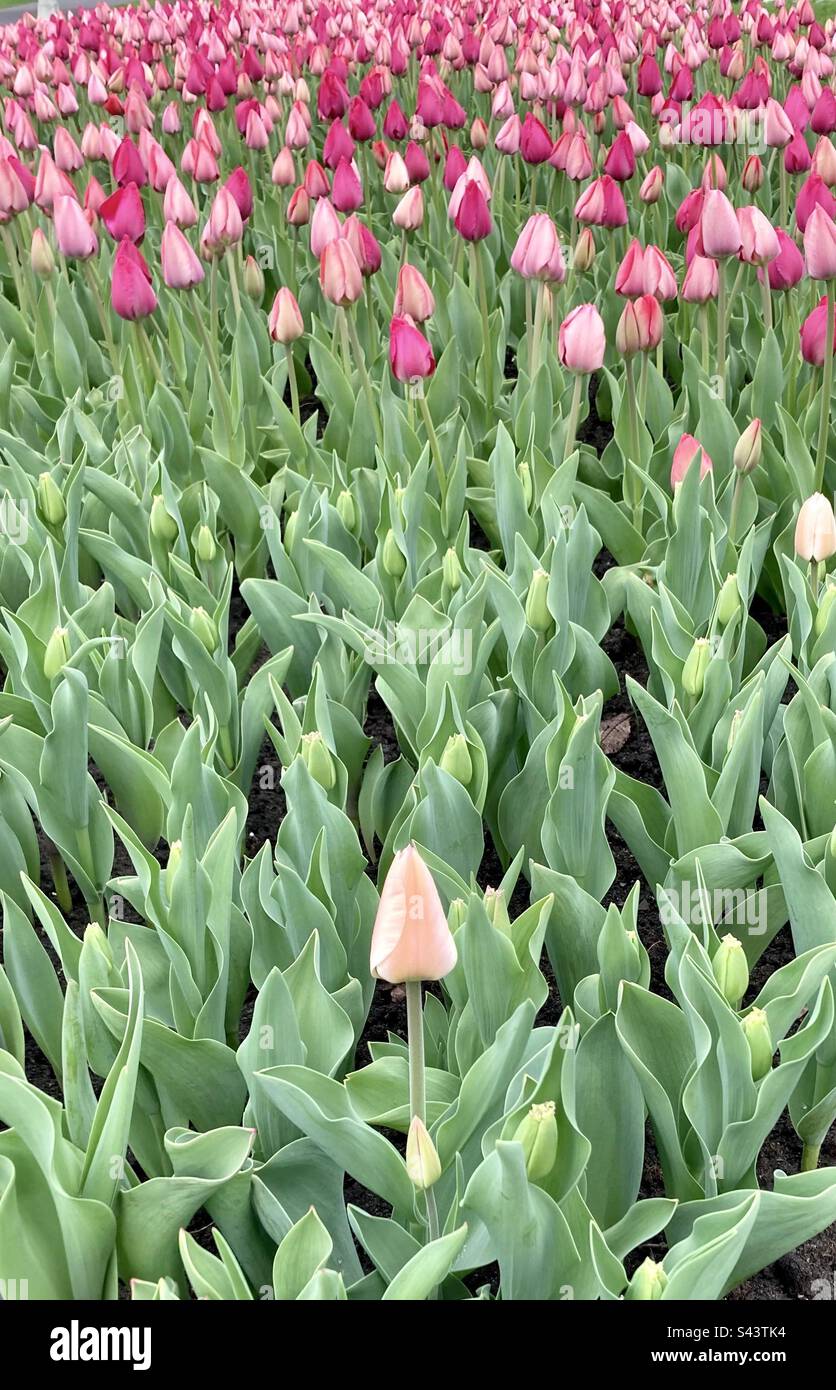 Standing out from the crowd at the Canadian Tulip Festival. - Smartphone Captured Stock Image