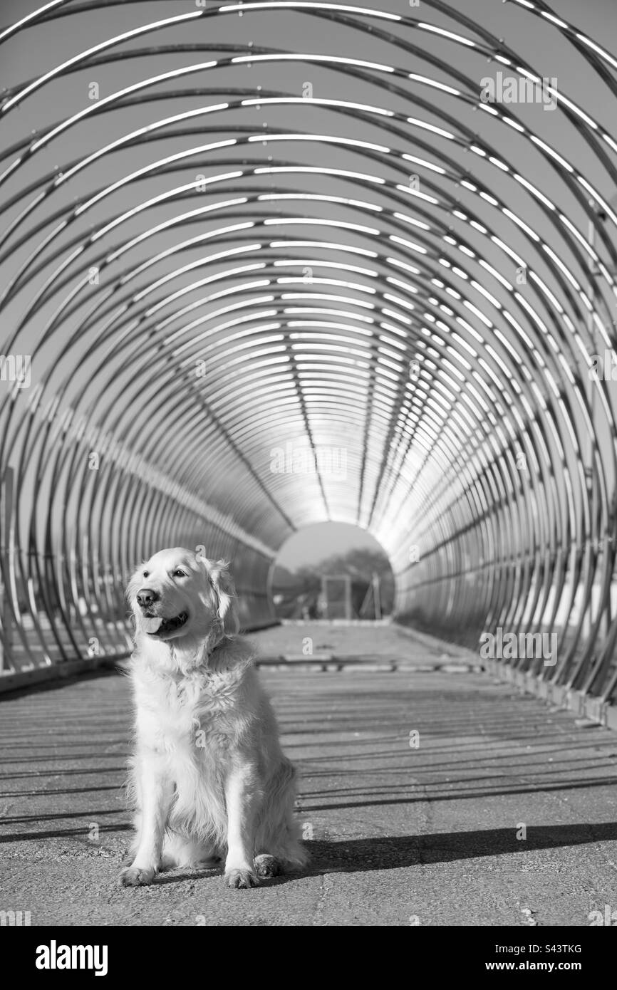 Golden Retriever portrait in black and white - Smartphone Captured Stock Image
