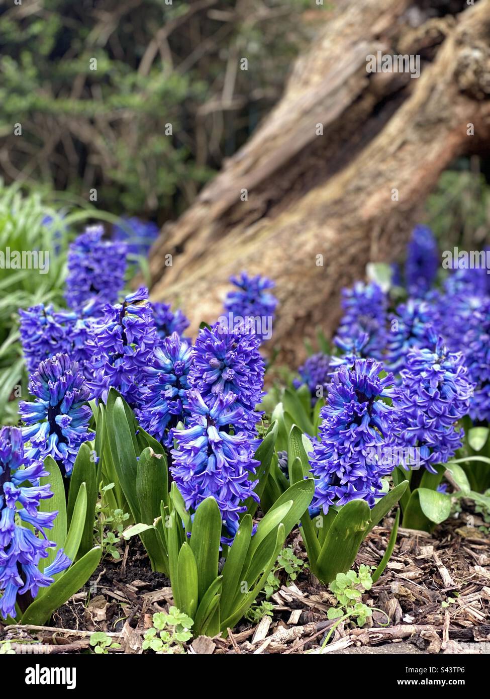 Blue hyacinth flowers in bloom - Smartphone Captured Stock Image