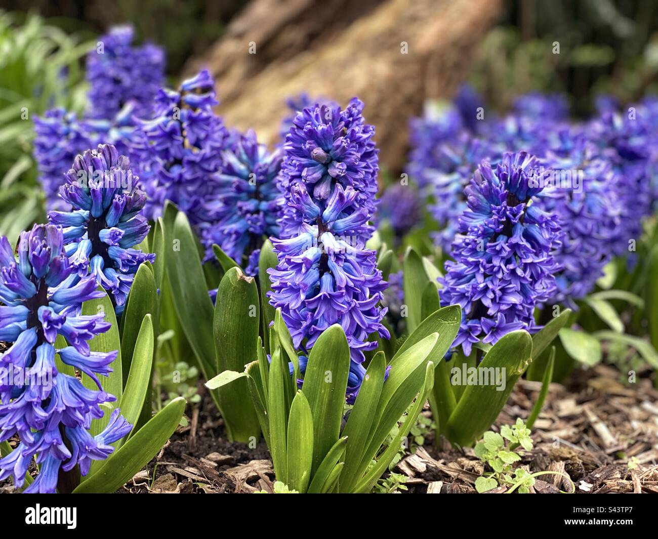 Blue hyacinth flowers in bloom - Smartphone Captured Stock Image