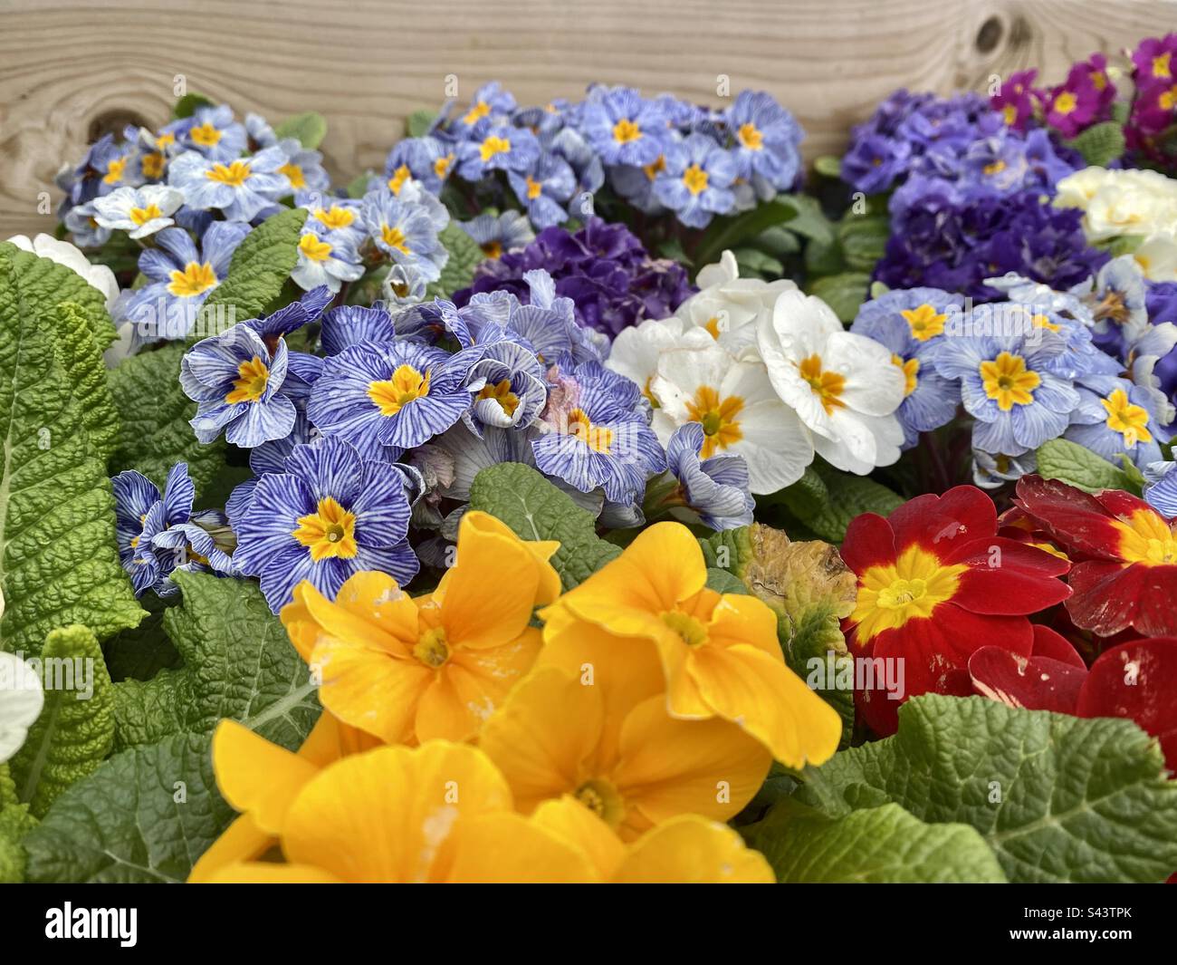 Primula flowers in bloom Stock Photo