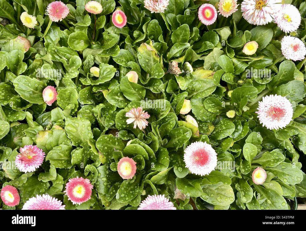 Bellis daisy flowers In bloom Stock Photo