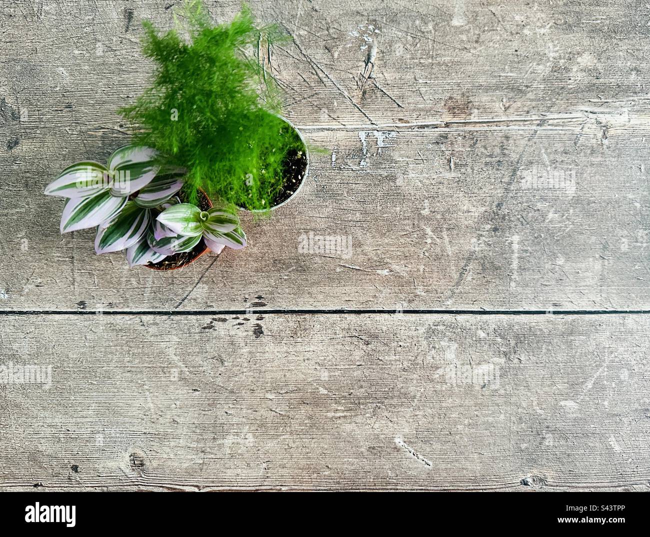 Tradescantia nanouk plant and an asparagus fern on a wood background - Smartphone Captured Stock Image