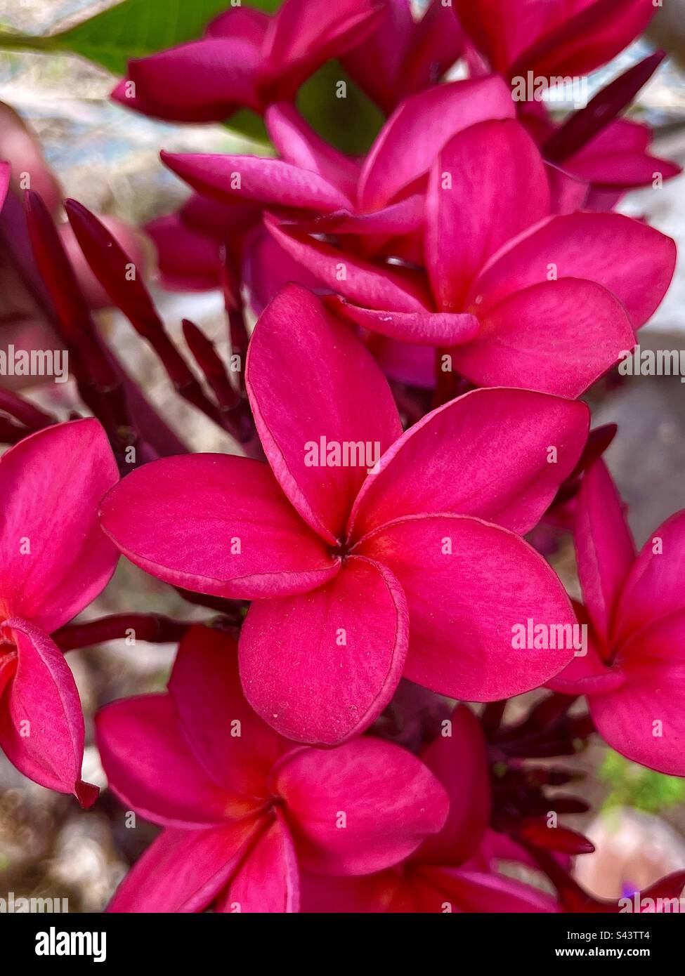 Red blooms hi-res stock photography and images - Alamy