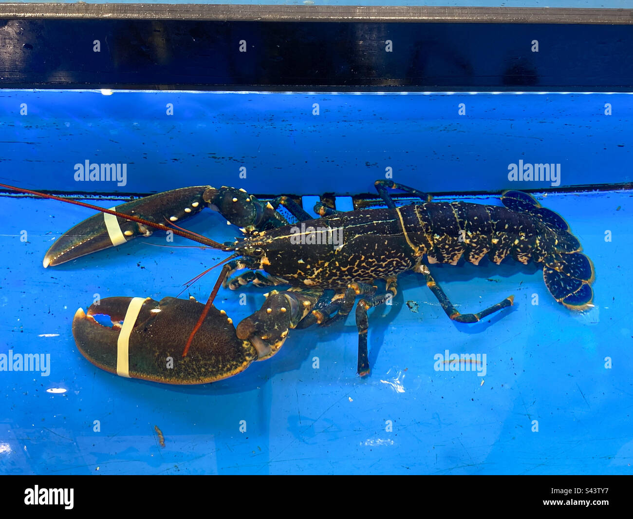 Live lobster in a tank at a supermarket Stock Photo Alamy