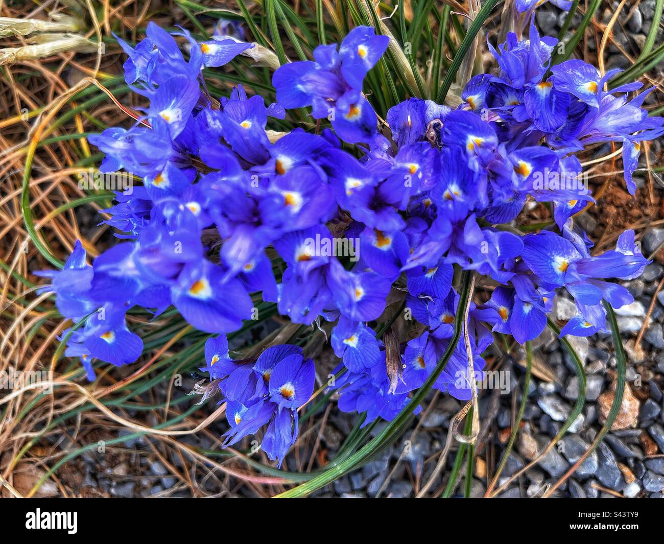 Barbary Nut or Moraea sisyrinchium is a small iris growing wild under a tree on a coastal path in Alcudia Stock Photo