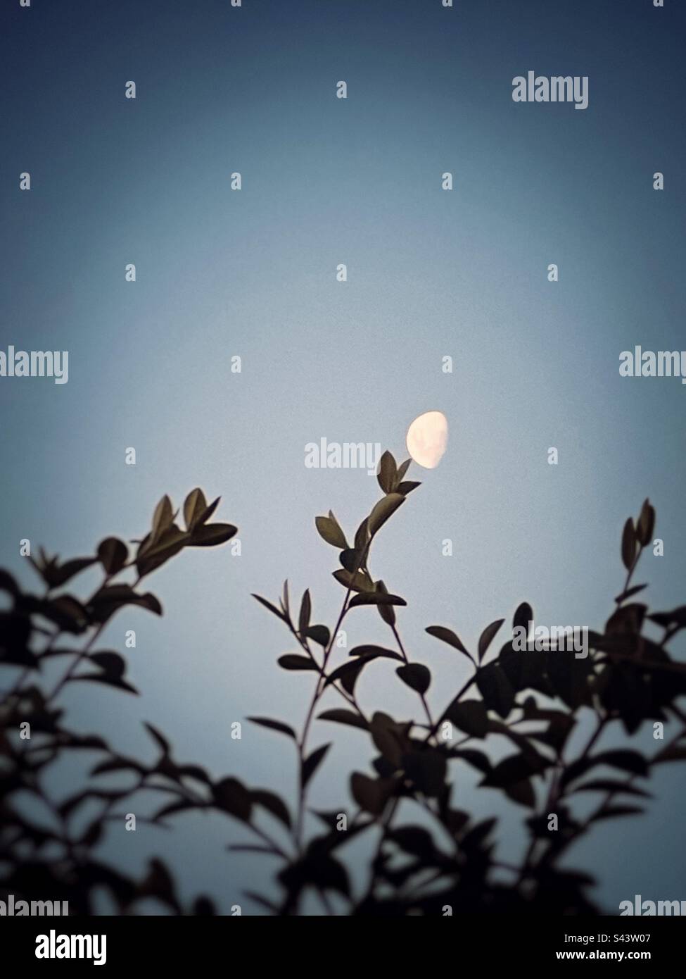 Artistic low angle view of half moon positioned on top of tree leaf, like a flower on a plant, in a clear blue evening sky. Perspective, point of view. Art. - Smartphone Captured Stock Image