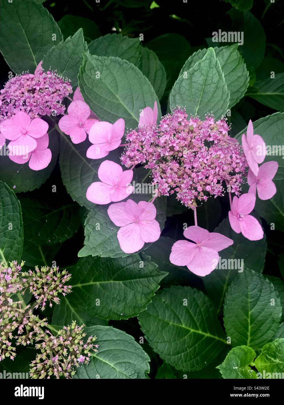 Pink flowers in the park at springtime - Smartphone Captured Stock Image