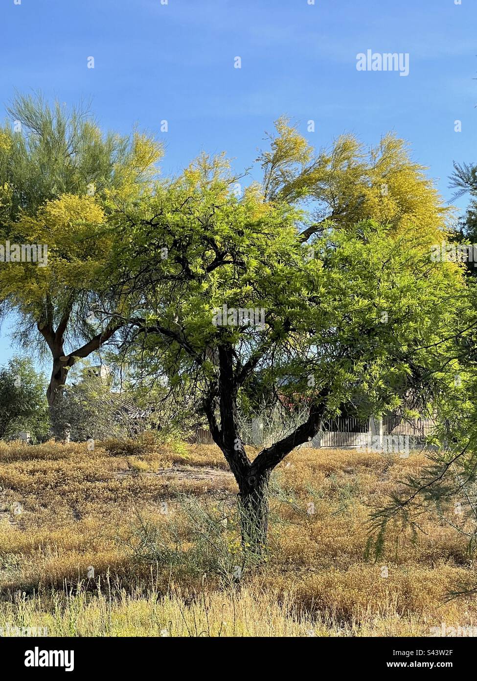 Green mesquite with dark trunk, in golden field, with yellow Palo verde