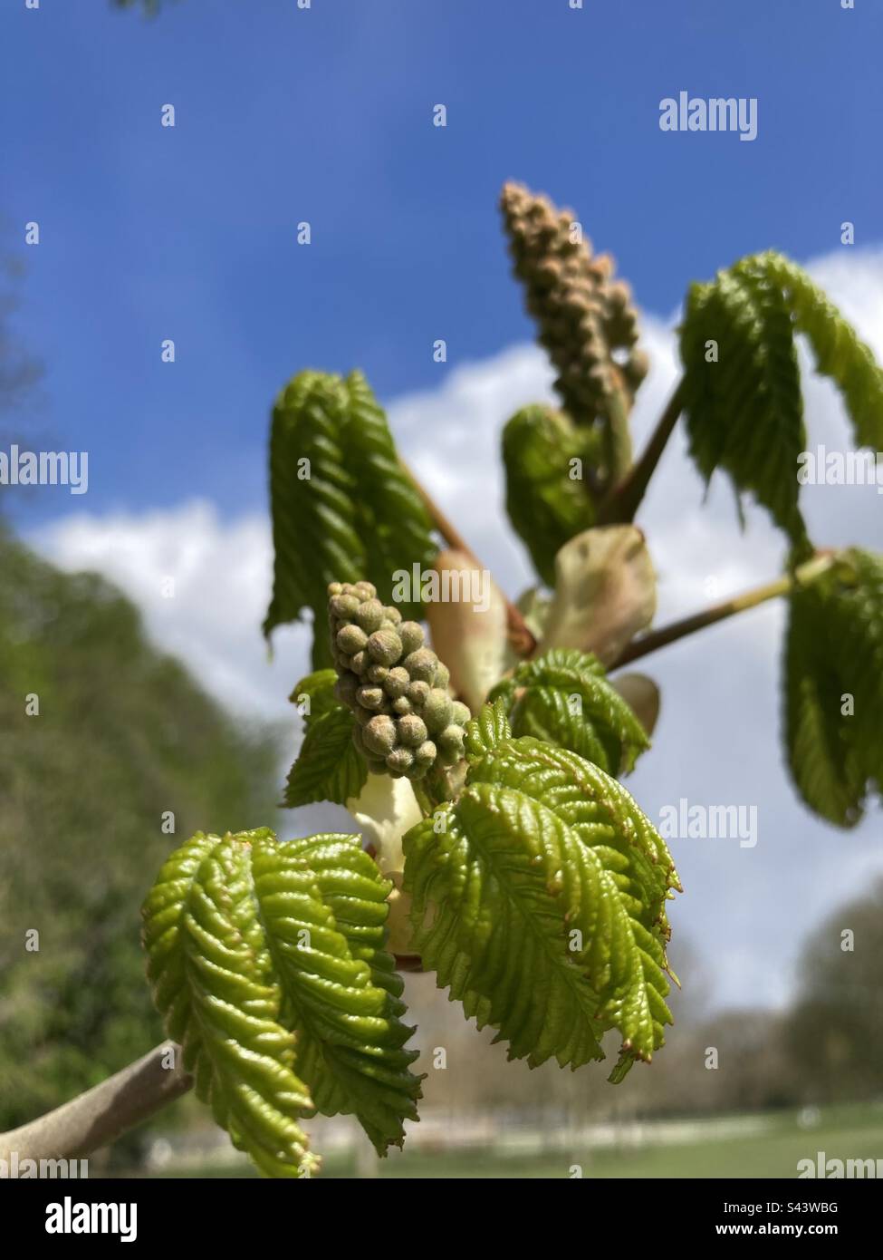 Fresh new leaves on a chestnut tree in Hyde Park, London - Smartphone Captured Stock Image