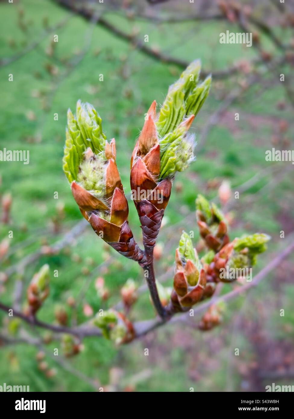 Fresh new leaves on a chestnut tree in Hyde Park, London - Smartphone Captured Stock Image