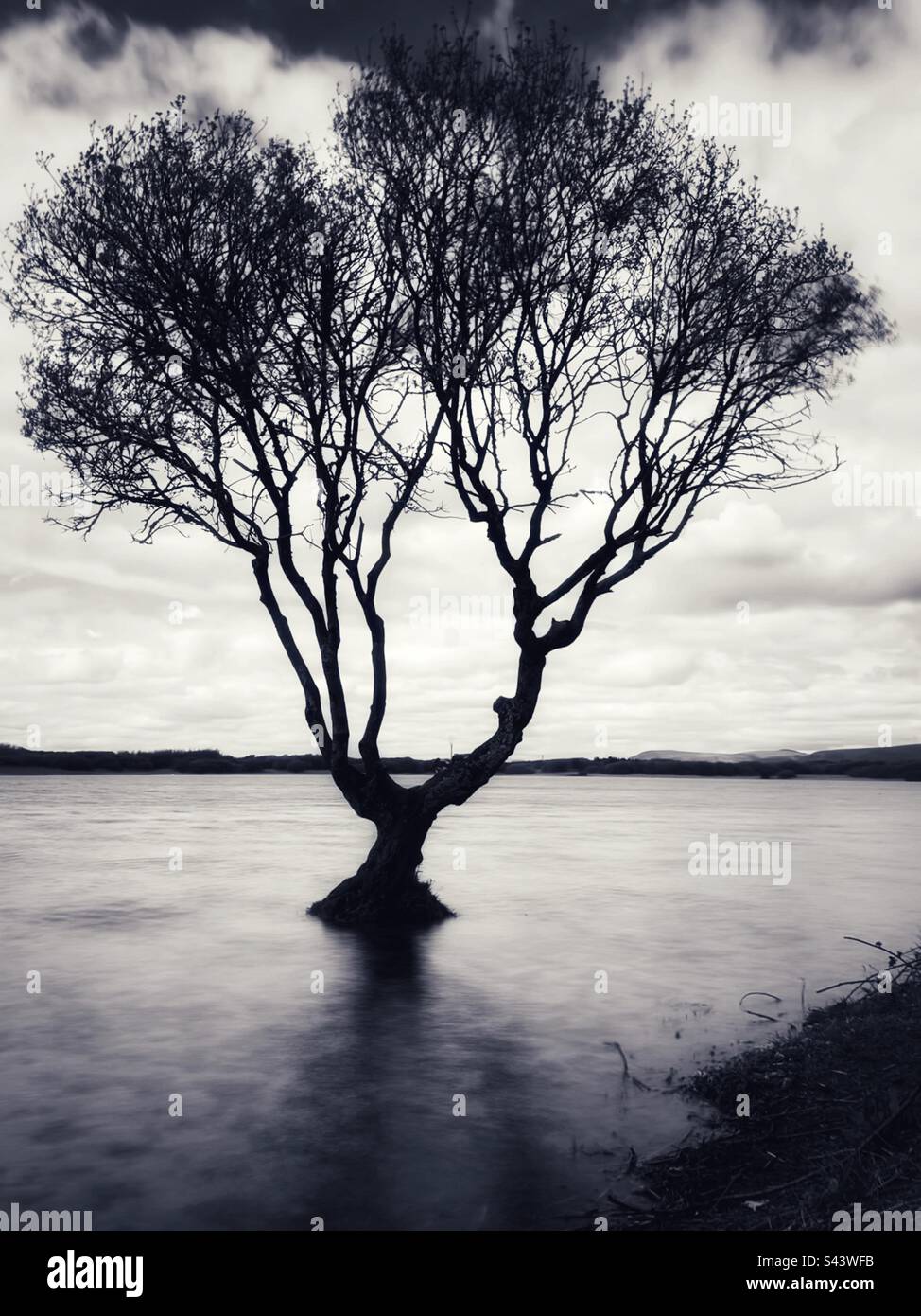 Lone tree growing in Kenfig pool, Kenfig, South Wales. - Smartphone Captured Stock Image