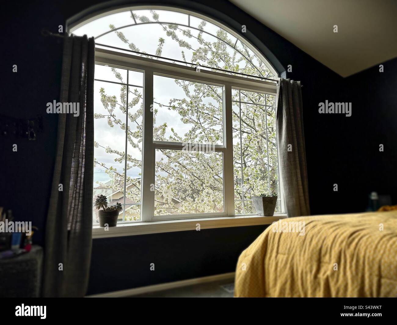 Huge blossoming cherry tree outside large window of a bedroom Stock ...