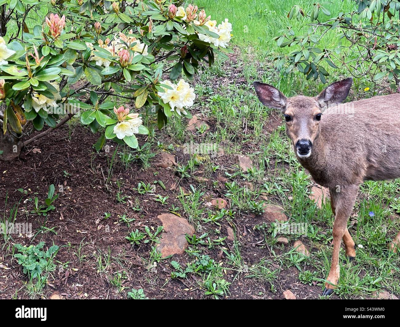 A deer standing next to a yellow flowering rhododendron bush in Eugene Oregon. Stock Photo