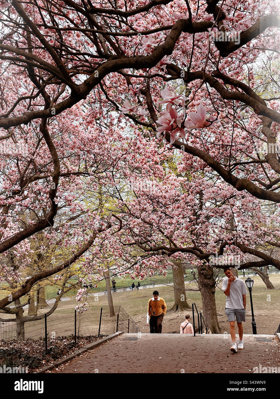 Visitors in central park enjoying a spring afternoon under blossoming cherry trees, 2023, New York City, USA - Smartphone Captured Stock Image