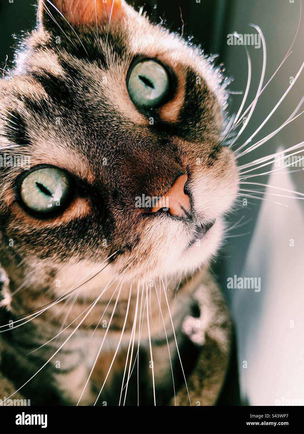 Whiskers Wednesday - Smartphone Captured Stock Image