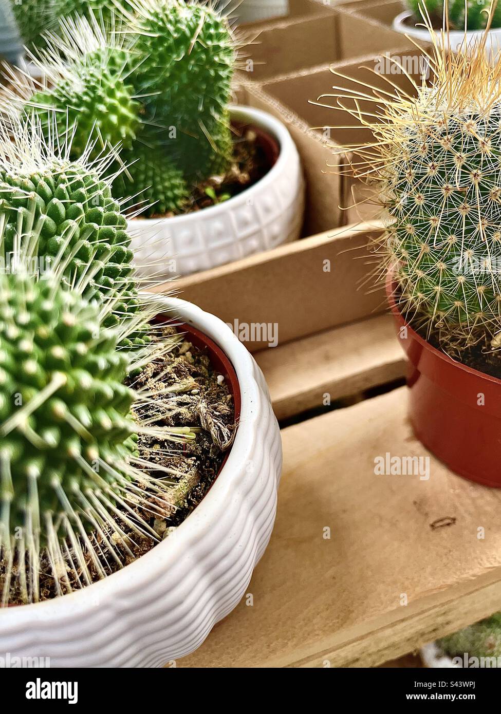 Cactus plants - Smartphone Captured Stock Image