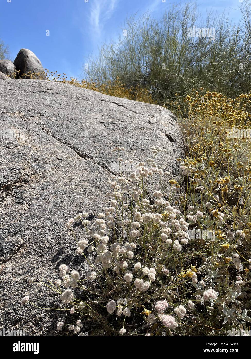 Wild white flat-topped California Buckwheat, Eriogonum Fasciculatum, dusty yellow dried brittle bush blossoms, Palo Verde, granite bedrock and knob, Fountain Hills, AZ, blue sky, Adero Canyon trail Stock Photo