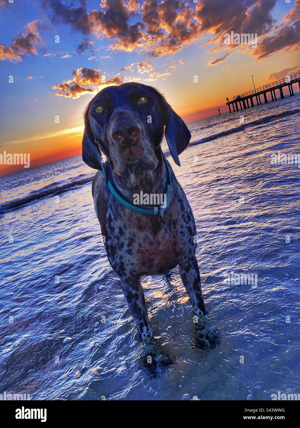 German pointer dog on Seaford beach at sunset Victoria Australia Stock Photo
