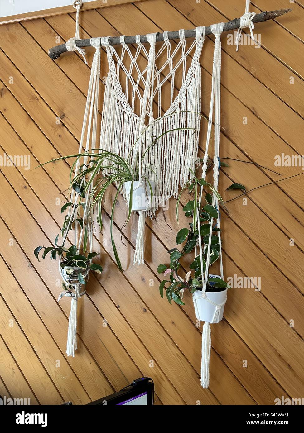 macrame wall hanging, plant hangers, spider plants, Hoya plants Stock