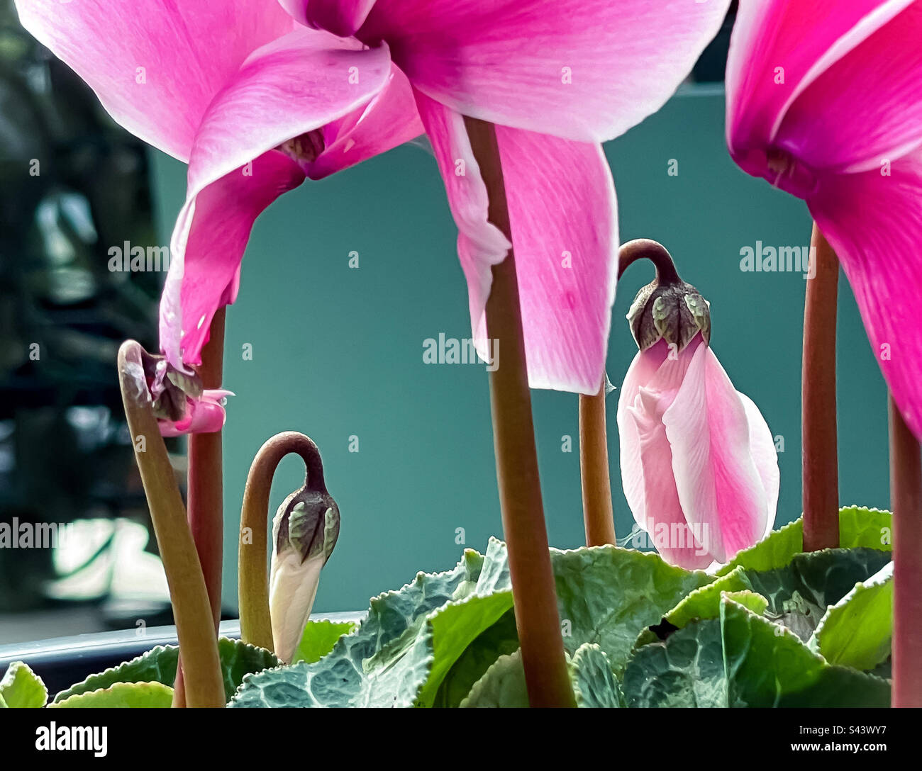 Close-up of pink cyclamen flowers and cyclamen flower buds in various stages of growth. - Smartphone Captured Stock Image
