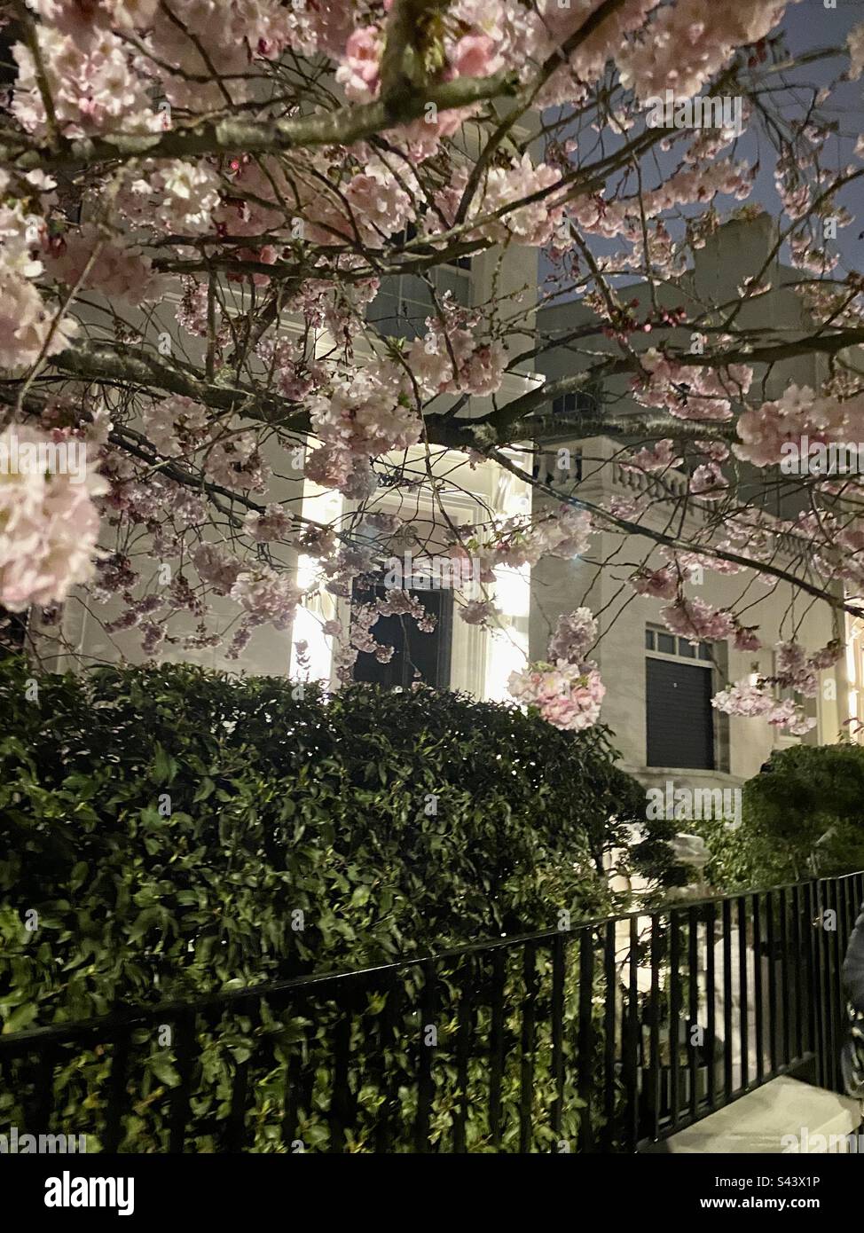 Cherry blossom tree outside London home - Smartphone Captured Stock Image
