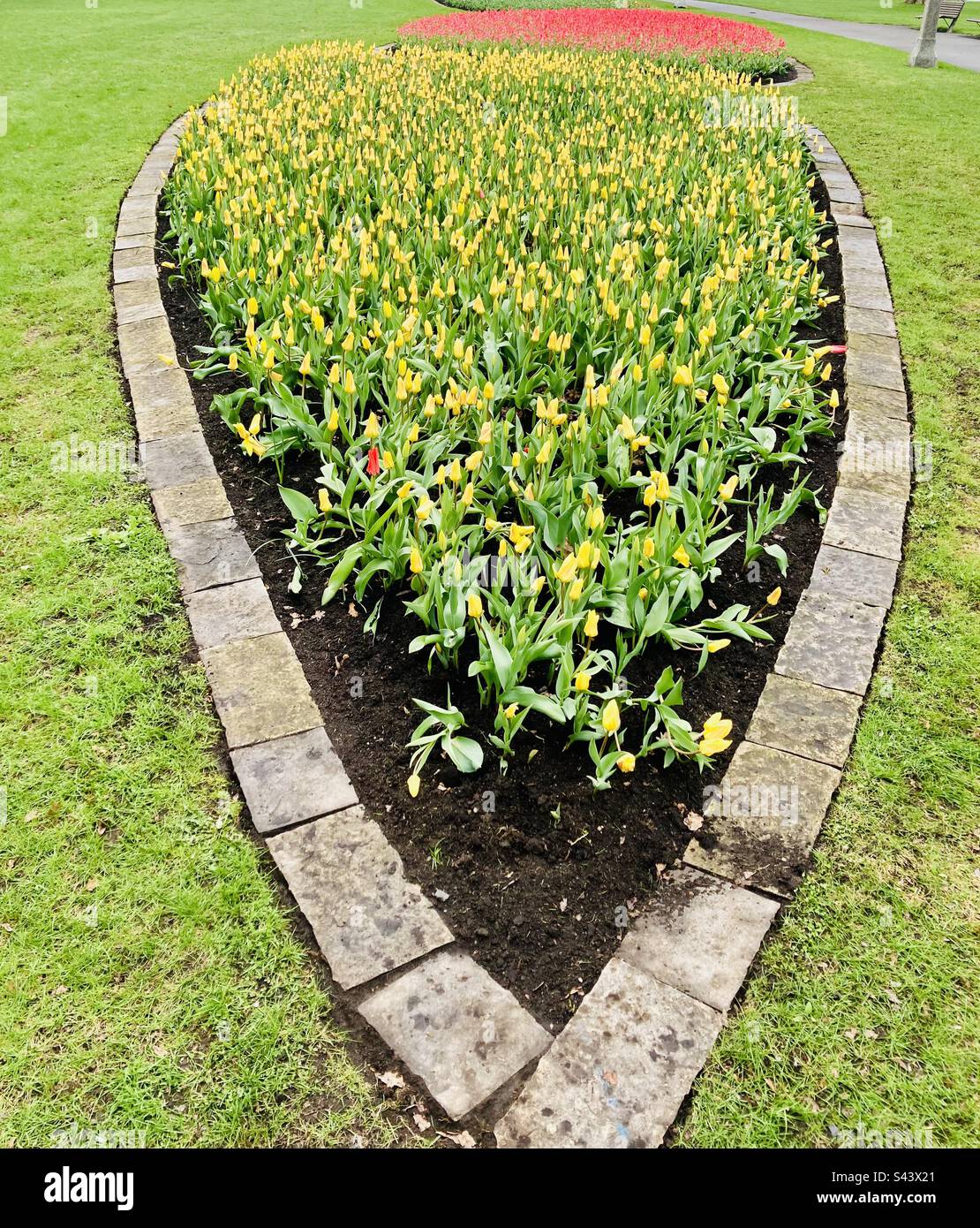 An oval shaped tulip flower bed at the Canadian Tulip Festival. - Smartphone Captured Stock Image