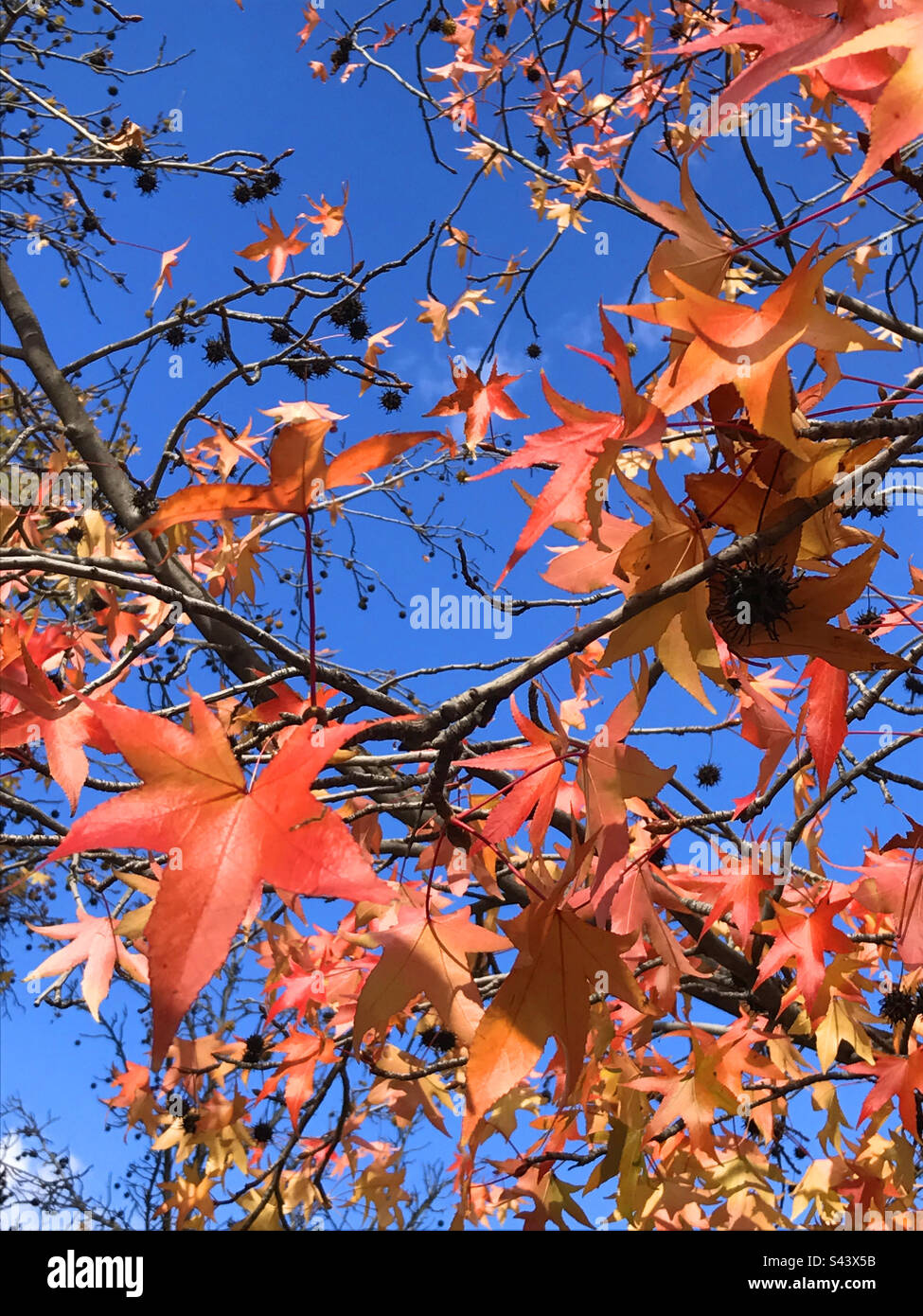 Autumn leaves - Smartphone Captured Stock Image