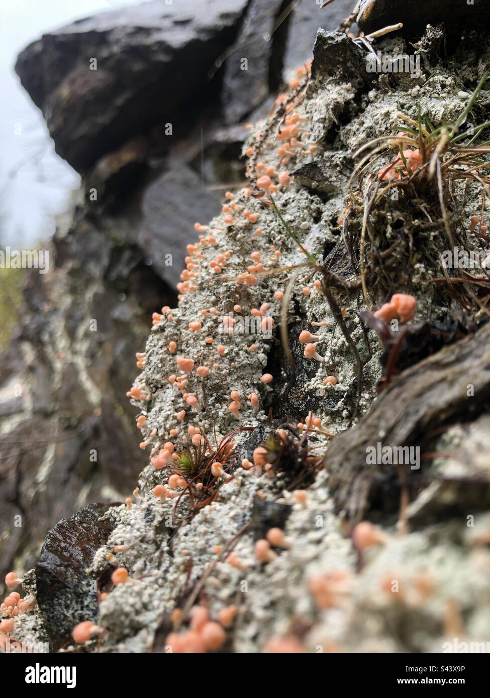 Dibaeis baeomyces (Rosa Köpfchenflechte) on Rocky initial soil (Herzogberg, Styria Austria) - Smartphone Captured Stock Image