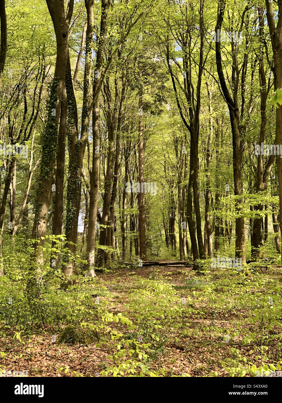 Beech tree forest at springtime in Bishopstoke Hampshire United Kingdom - Smartphone Captured Stock Image