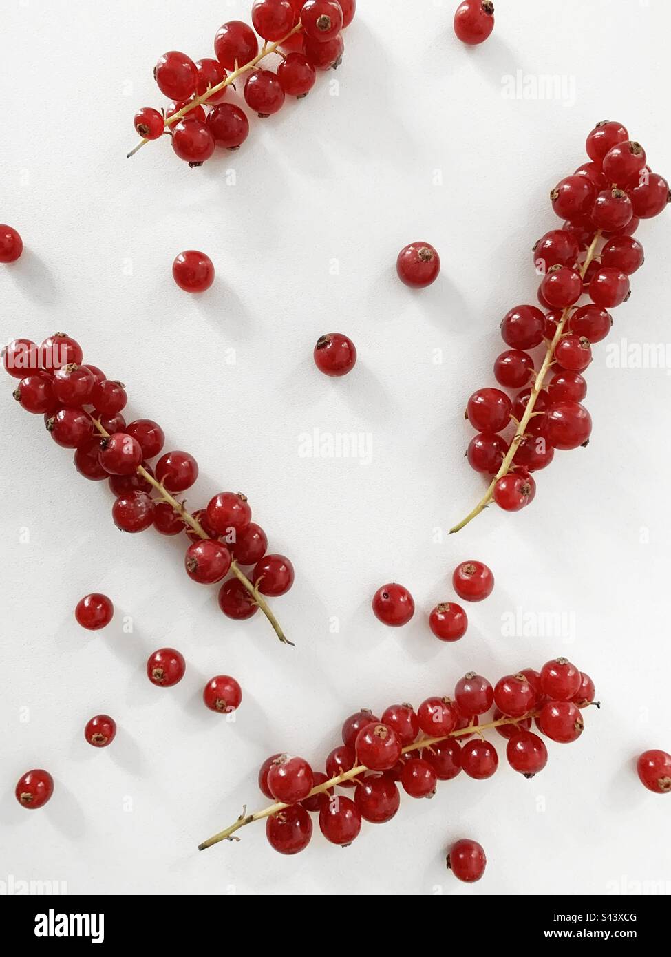 Red currant - Smartphone Captured Stock Image