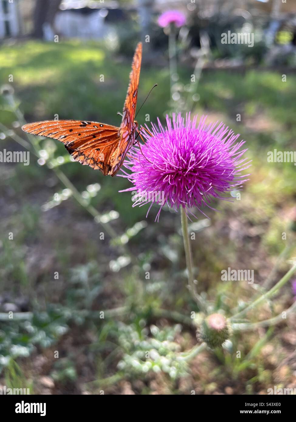 Monarch butterfly on a Texas Thistle plant Stock Photo Alamy