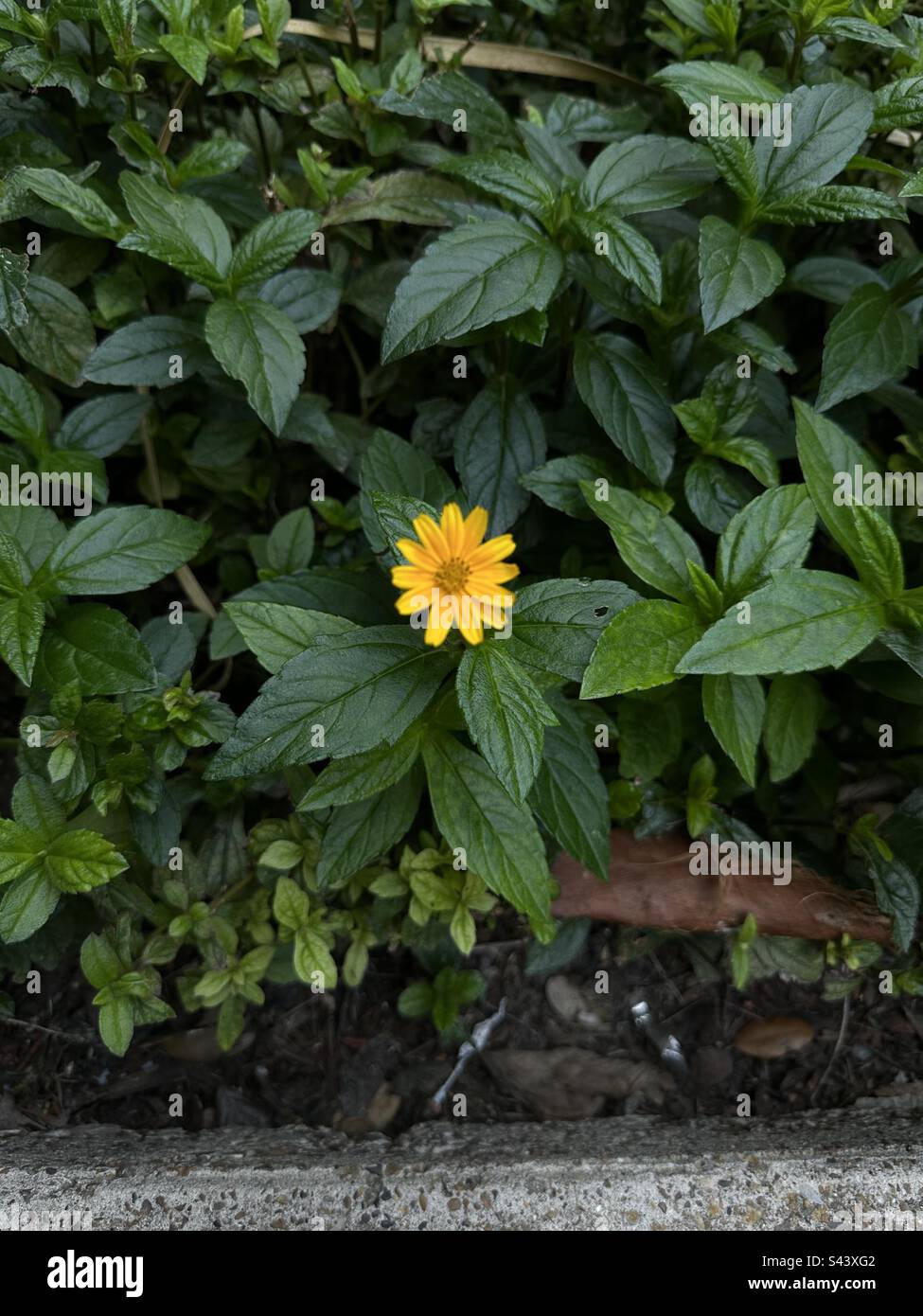 Solo flower in the garden Stock Photo