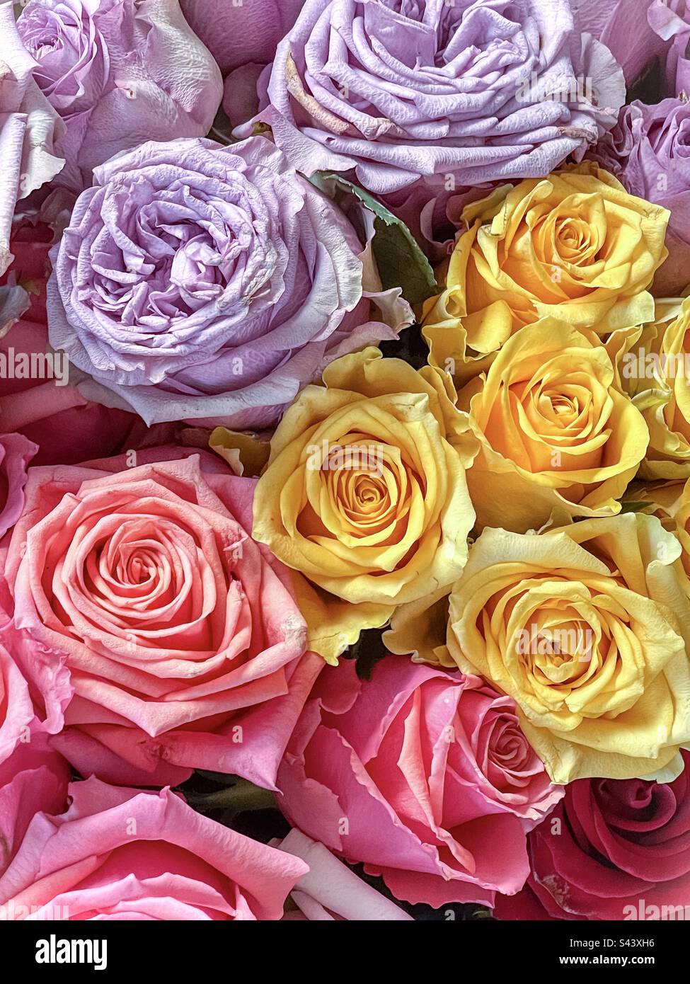 Close-up full frame background shot of roses in various colors. - Smartphone Captured Stock Image