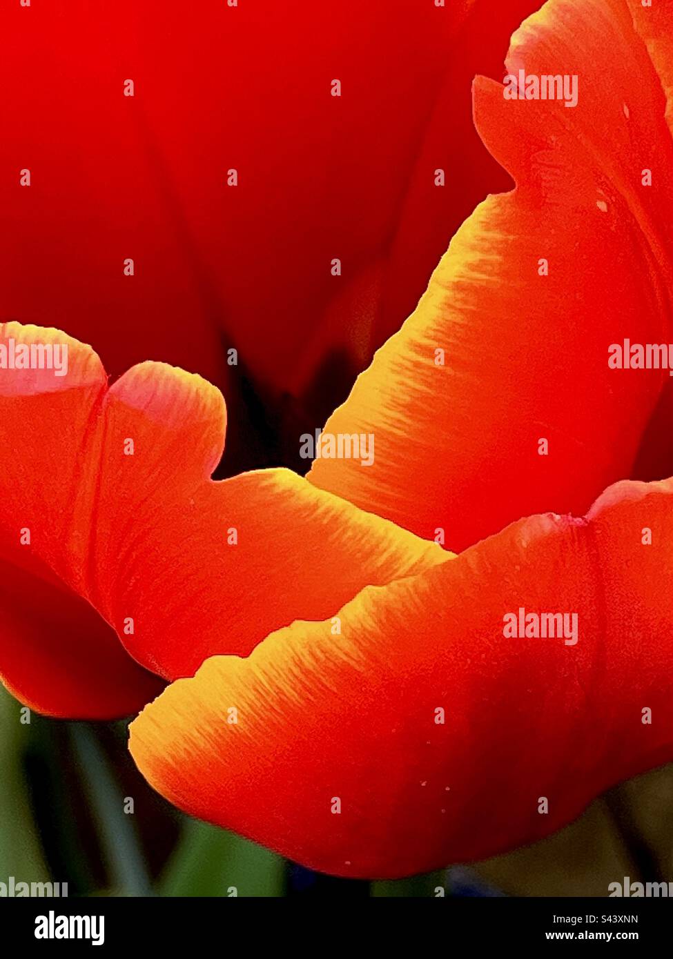 Gorgeous closeup of Tulips in my garden. May 2023. - Smartphone Captured Stock Image