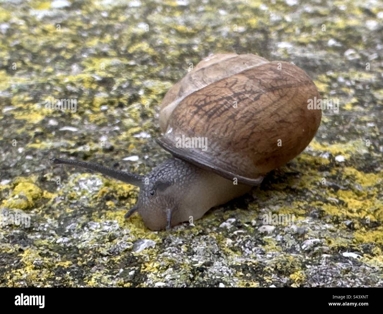 Helix aspersa, brown garden snail after a rainy day - Smartphone Captured Stock Image
