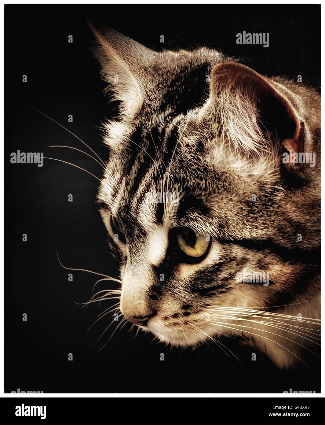 Pet cat. - Smartphone Captured Stock Image