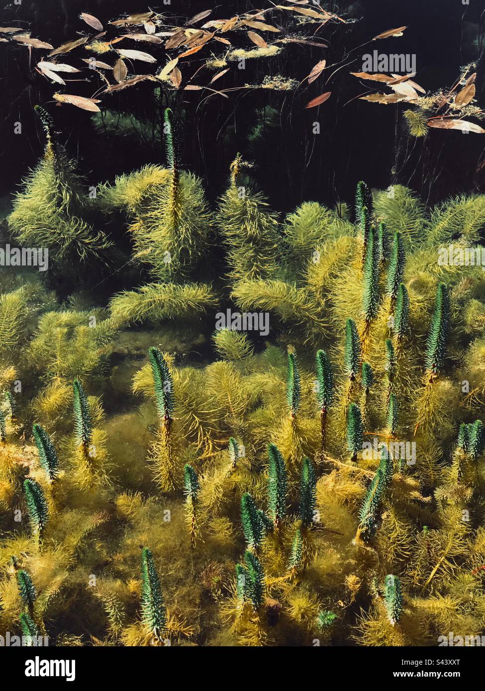 The pond at Hauser and Wirth, Somerset - Smartphone Captured Stock Image