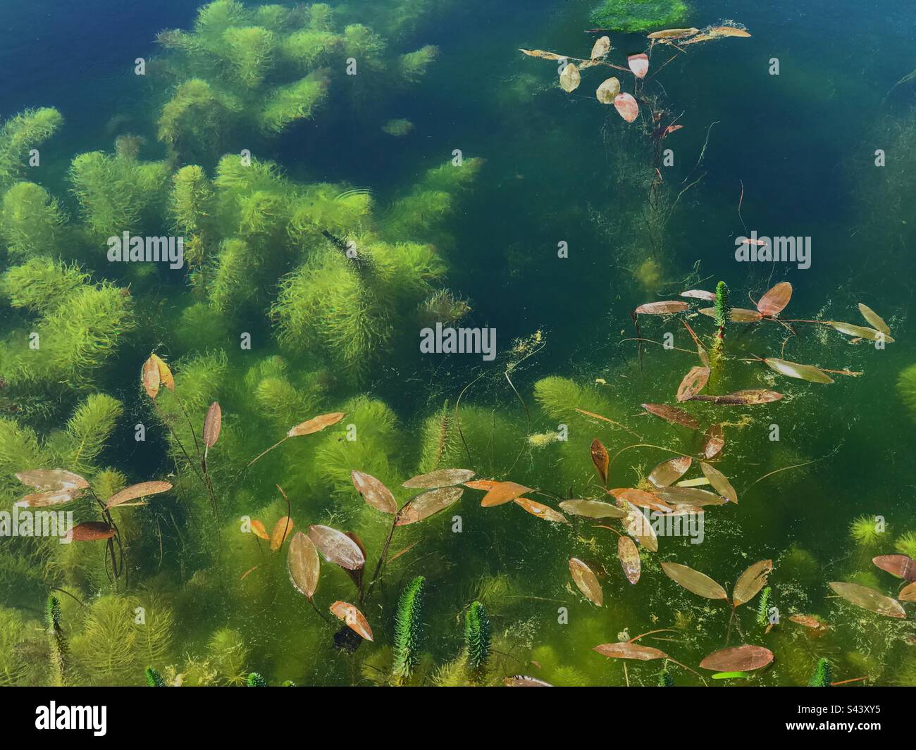 The water Lily pond at Hauser and Wirth, Bruton, Somerset - Smartphone Captured Stock Image