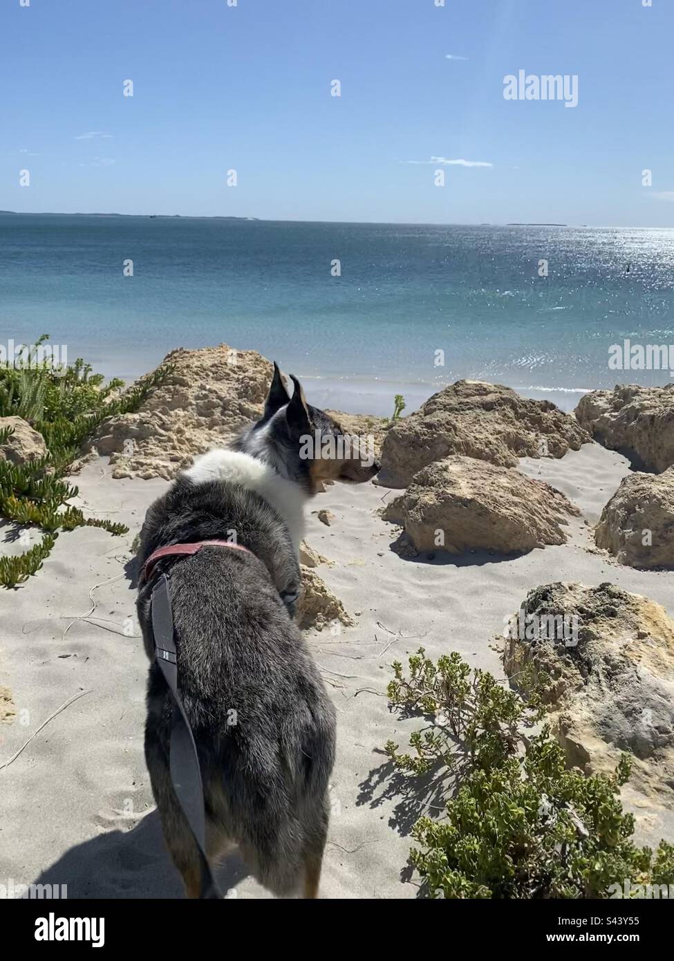 Smooth Collie on Australian beach Stock Photo