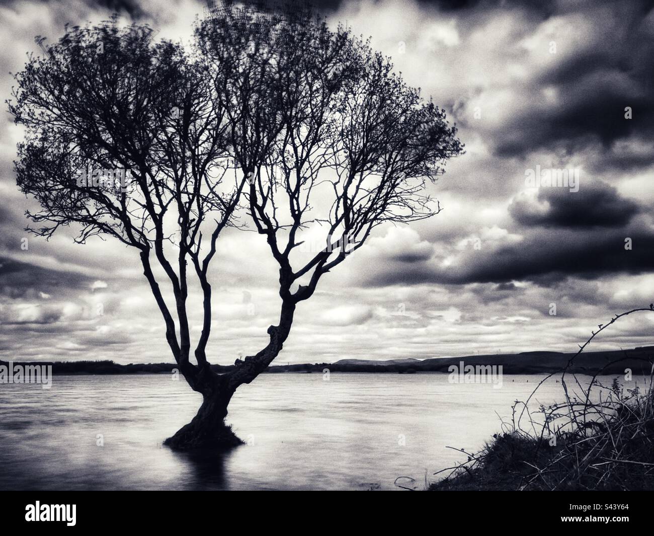 Lone tree on Kenfig pool, Kenfig, South Wales. - Smartphone Captured Stock Image