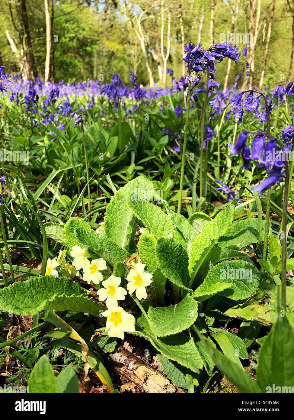 Primrose flowers growing in Crab woods in springtime near Winchester Hampshire United Kingdom - Smartphone Captured Stock Image