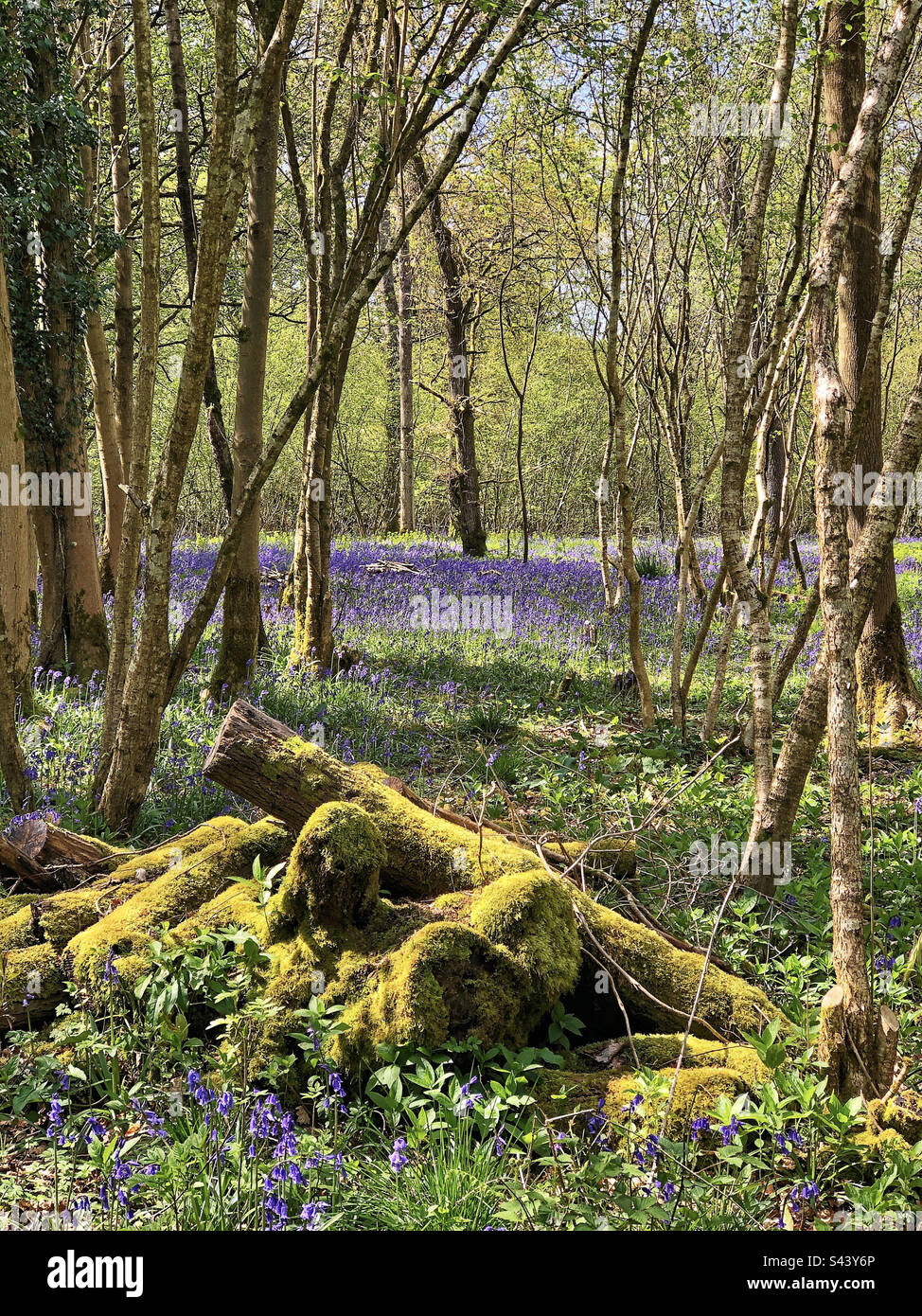 Moss covered logs and bluebells in Crab woods  near Winchester Hampshire United Kingdom - Smartphone Captured Stock Image