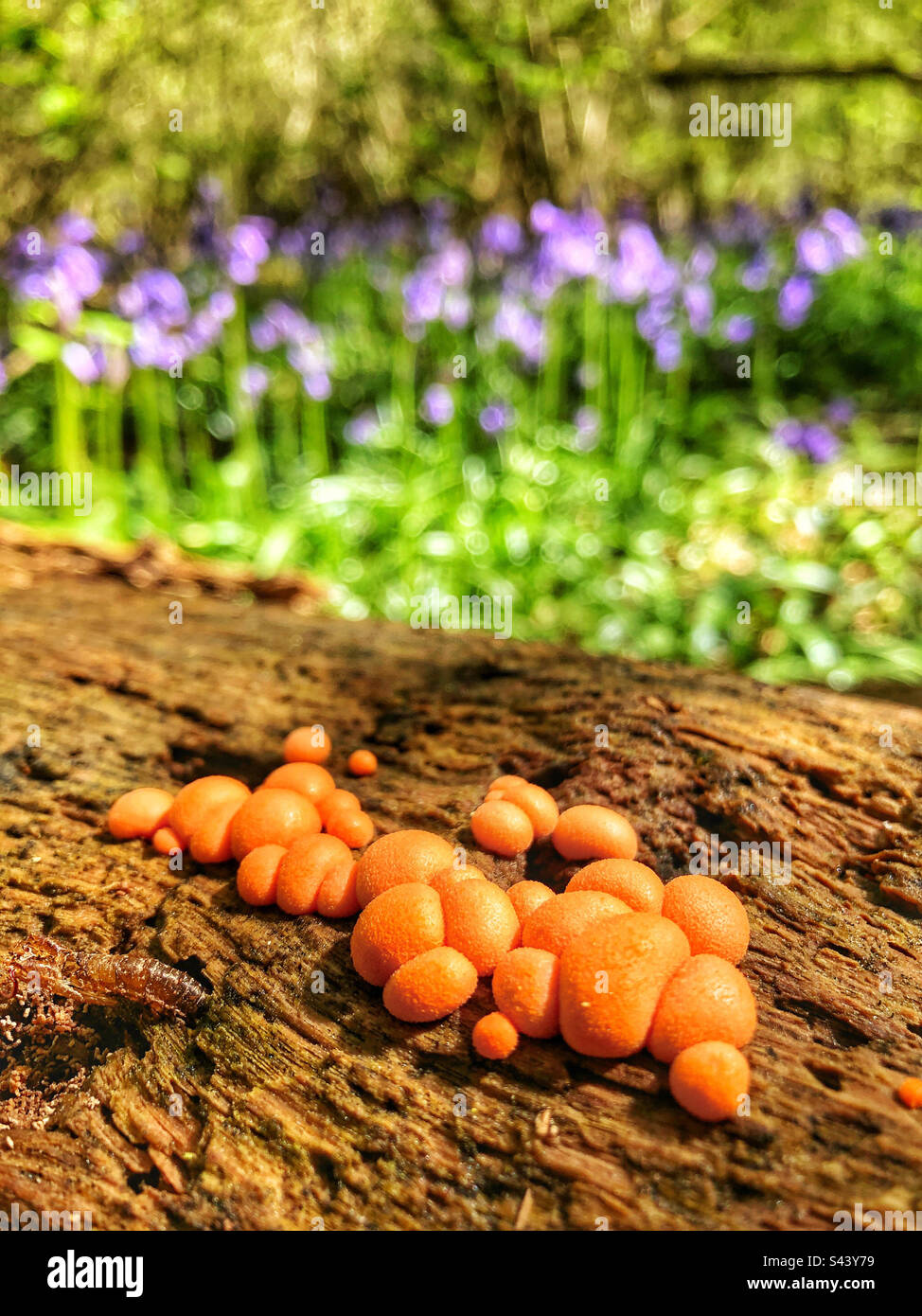 Orange slime mould in a bluebell woods in Crab woods near Winchester Hampshire United Kingdom Stock Photo